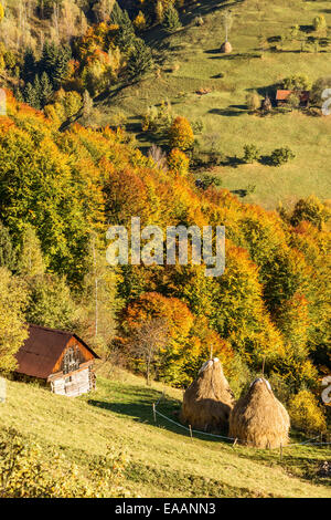 Heu Stapeln auf Land in einem rumänischen Solarzell auf das Essen des Piatra Craiului Bergen. Stockfoto