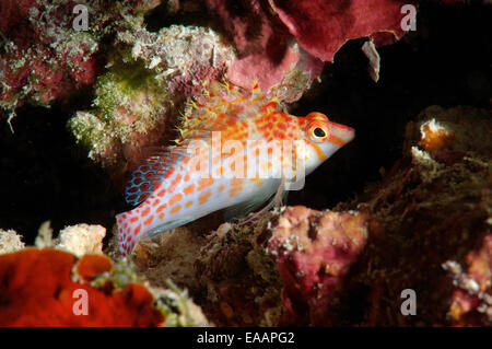 Zwerg (Cirrhitichthys Falco) Hawkfish Bohol Sea, Philippinen, Südostasien Stockfoto