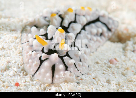 Nacktschnecken oder Sea Slug (Phyllidia Varicosa) Bohol Sea, Philippinen, Südostasien Stockfoto