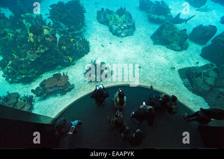 Horizontale Luftaufnahme der Besucher im Aquarium Oceanario de Lisboa in Lissabon. Stockfoto