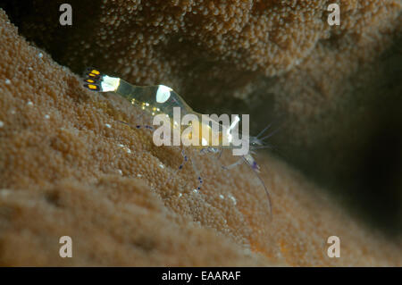 Paar partner Garnelen (Periclimenes Brevicarpalis) Bohol Sea, Philippinen, Südostasien Stockfoto