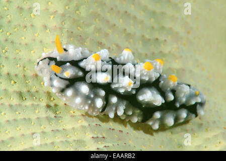 Nacktschnecken oder Sea Slug (Phyllidia Varicosa) Bohol Sea, Philippinen, Südostasien Stockfoto