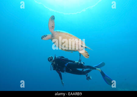 Blick auf eine grüne Meeresschildkröte, Suppenschildkröte, schwarze Meeresschildkröte oder Pazifische Suppenschildkröte (Chelonia Mydas) Bohol Sea Diver, Stockfoto