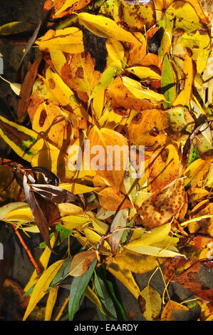 Zusammenfassung Hintergrund von abgefallenen Blättern. Farblose Muster aus pflanzlichen Rohstoffen. Stockfoto
