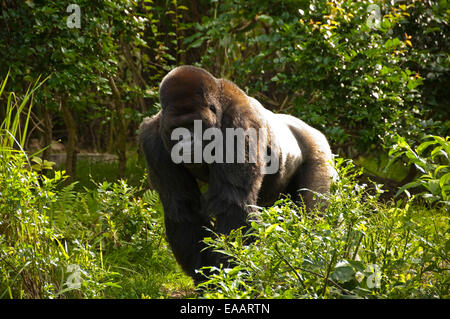 Horizontale Nahaufnahme ein Silverback Gorilla. Stockfoto