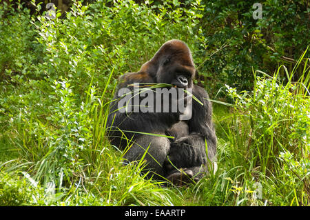 Horizontale Nahaufnahme ein Silverback Gorilla. Stockfoto