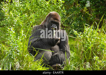 Horizontale Nahaufnahme ein Silverback Gorilla. Stockfoto