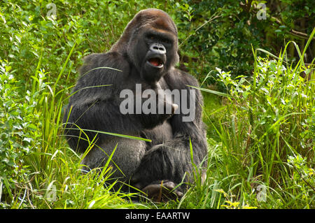 Horizontale Nahaufnahme ein Silverback Gorilla. Stockfoto