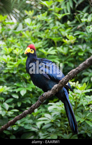 Vertikale Nahaufnahme von einer Dame Ross Turaco Vogel, Musophaga Rossae, in einer Voliere. Stockfoto