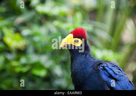 Horizontale Nahaufnahme von einer Dame Ross Turaco Vogel, Musophaga Rossae, in einer Voliere. Stockfoto