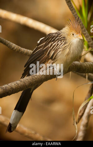 Vertikale Nahaufnahme von einem Kuckuck, Guira Guira Guira, in einer Voliere. Stockfoto