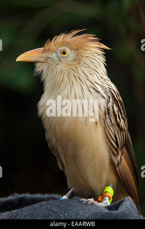 Vertikale Nahaufnahme von einem Kuckuck, Guira Guira Guira, in einer Voliere. Stockfoto