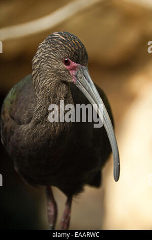 Vertikale Nahaufnahme eines Vogels White-faced Ibis, Plegadis Chihi in einer Voliere. Stockfoto