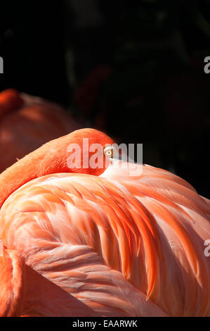 Vertikale Nahaufnahme von einer amerikanischen oder Karibik Flamingo Phoenicopterus Ruber, in einer Voliere. Stockfoto