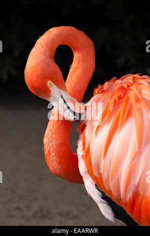 Vertikale Nahaufnahme von einer amerikanischen oder Karibik Flamingo Phoenicopterus Ruber, in einer Voliere. Stockfoto