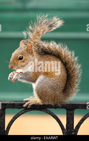 Vertikale Nahaufnahme eines grauen Eichhörnchens Verzehr von Nüssen. Stockfoto