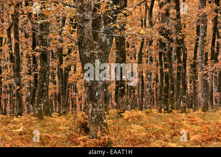 Herbst Farben in der Eiche Wald Foloi, Gemeinde des antiken Olympia, Ilia ("Elis"), Peloponnes, Griechenland. Stockfoto