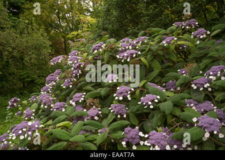 Ein Strauch der Hortensie Sergeantiana in den Gärten Englands Sizergh Schloß Cumbria Stockfoto