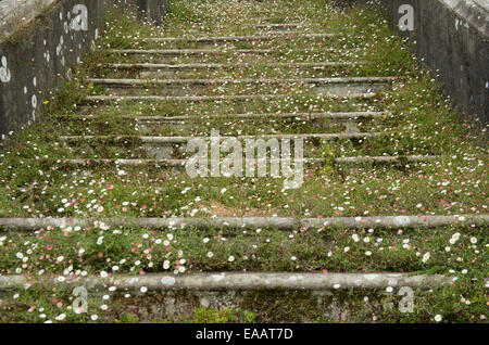 Stillgelegten Treppe mit wilden Blumen und Unkraut an Sizergh Schloß Cumbria in England Stockfoto