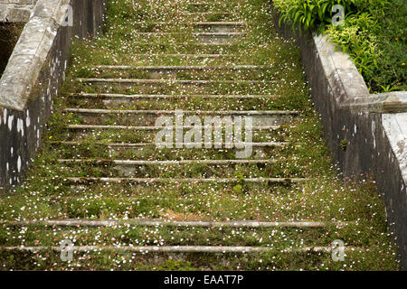 Stillgelegten Treppe mit wilden Blumen und Unkraut an Sizergh Schloß Cumbria in England Stockfoto
