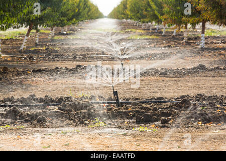 Almod Bäume bewässert wird im kalifornischen Central Valley, das im Griff der eine vierjährige ist lange Dürre. Die katastrophale Dürre bedeutet, dass keine Pflanzen ohne knapper Bewässerungswasser wachsen werden. Vielen Bereichen der landwirtschaftlichen Flächen wurden aufgrund der Trockenheit aufgegeben. 80 % der weltweit Mandeln wachsen in Kalifornien nimmt jede Mandel 1 Gallone Wasser zu produzieren, Wasser, die nicht immer verfügbar ist. Stockfoto