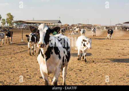 Ein Milchviehbetrieb im kalifornischen Central Valley, das in den Griff einer vierjährigen lange Dürre ist. Die katastrophale Dürre bedeutet, dass keine Pflanzen ohne knapper Bewässerungswasser wachsen werden. Vielen Bereichen der landwirtschaftlichen Flächen wurden aufgrund der Trockenheit aufgegeben. Futter für die Kühe muss importiert werden, bei steigenden Kosten, kein Gras auf der Farm wächst. Stockfoto