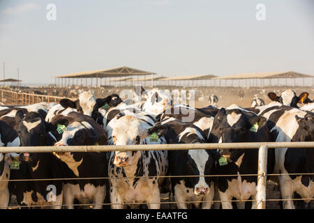 Ein Milchviehbetrieb im kalifornischen Central Valley, das in den Griff einer vierjährigen lange Dürre ist. Die katastrophale Dürre bedeutet, dass keine Pflanzen ohne knapper Bewässerungswasser wachsen werden. Vielen Bereichen der landwirtschaftlichen Flächen wurden aufgrund der Trockenheit aufgegeben. Futter für die Kühe muss importiert werden, bei steigenden Kosten, kein Gras auf der Farm wächst. Stockfoto