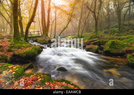 Misty Autumn Morgen an den Golitha Fällen wo der Fluss Fowey durch den Wald am Rand des Bodmin Moor in Cornwall fließt Stockfoto