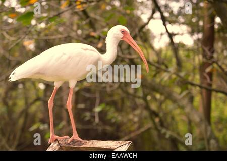 Silberreiher nur rumhängen Stockfoto