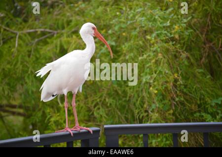 Silberreiher nur rumhängen Stockfoto