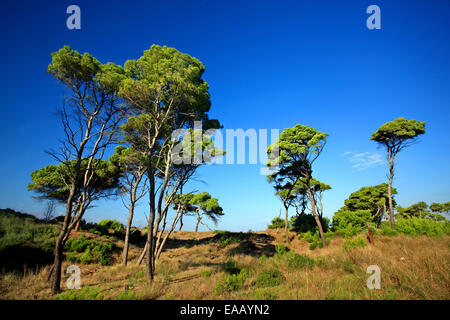 Schirm-Pinien am Strand Kaiafas, Gemeinde Zacharo, Ilia, Peloponnes, Griechenland Stockfoto