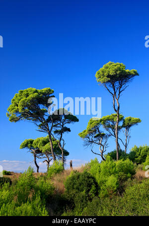 Schirm-Pinien am Strand Kaiafas, Gemeinde Zacharo, Ilia, Peloponnes, Griechenland Stockfoto