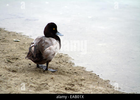 Lesser Scaup Drake Long Beach Kalifornien Stockfoto