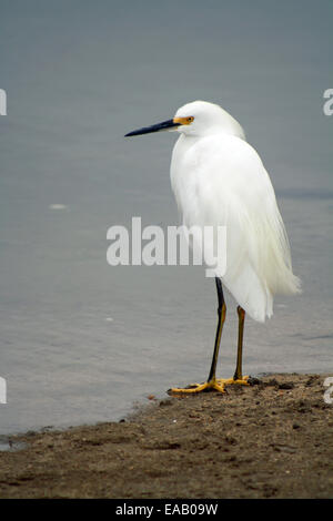 Snowy Reiher Vogel kleiner weißer Reiher Stockfoto