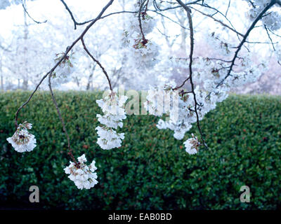 Apfelblüten im Frühling in den frühen Morgenstunden Stockfoto