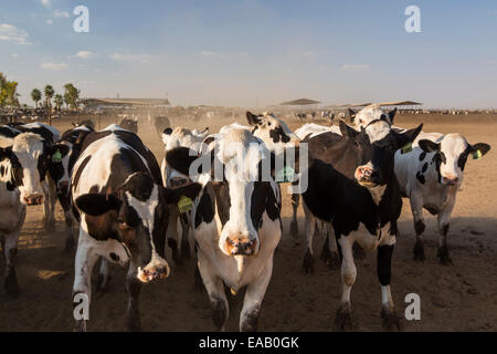 Ein Milchviehbetrieb im kalifornischen Central Valley, das in den Griff einer vierjährigen lange Dürre ist. Die katastrophale Dürre bedeutet, dass keine Pflanzen ohne knapper Bewässerungswasser wachsen werden. Vielen Bereichen der landwirtschaftlichen Flächen wurden aufgrund der Trockenheit aufgegeben. Futter für die Kühe muss importiert werden, bei steigenden Kosten, kein Gras auf der Farm wächst. Stockfoto