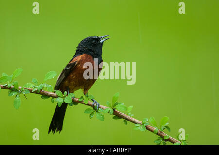 Obstgarten-Pirol thront auf einem Ast. Stockfoto