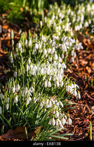 Frühling Schnee Tropfen in voller Blüte Stockfoto