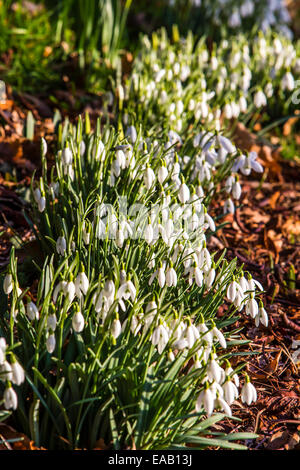 Frühling Schnee Tropfen in voller Blüte Stockfoto