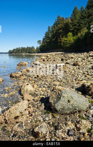 Nachmittag an der Mayo Cove, Penrose Point State Park, wichtige Peninsula, Washington, USA Stockfoto