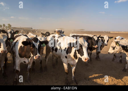 Ein Milchviehbetrieb im kalifornischen Central Valley, das in den Griff einer vierjährigen lange Dürre ist. Die katastrophale Dürre bedeutet, dass keine Pflanzen ohne knapper Bewässerungswasser wachsen werden. Vielen Bereichen der landwirtschaftlichen Flächen wurden aufgrund der Trockenheit aufgegeben. Futter für die Kühe muss importiert werden, bei steigenden Kosten, kein Gras auf der Farm wächst. Stockfoto