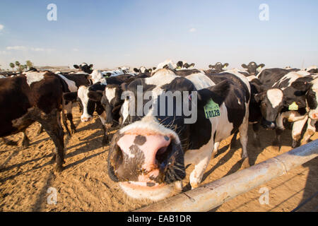 Ein Milchviehbetrieb im kalifornischen Central Valley, das in den Griff einer vierjährigen lange Dürre ist. Die katastrophale Dürre bedeutet, dass keine Pflanzen ohne knapper Bewässerungswasser wachsen werden. Vielen Bereichen der landwirtschaftlichen Flächen wurden aufgrund der Trockenheit aufgegeben. Futter für die Kühe muss importiert werden, bei steigenden Kosten, kein Gras auf der Farm wächst. Stockfoto