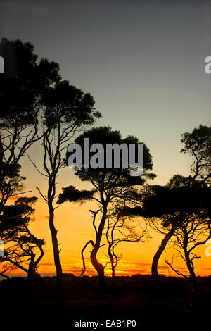 "Afrikanische" Landschaft mit Schirm-Pinien am Strand von Kaiafas, Ilia, Peloponnes, Griechenland Stockfoto