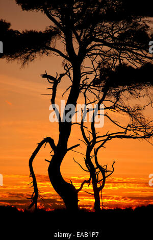 "Afrikanische" Landschaft mit Schirm-Pinien am Strand von Kaiafas, Ilia, Peloponnes, Griechenland Stockfoto