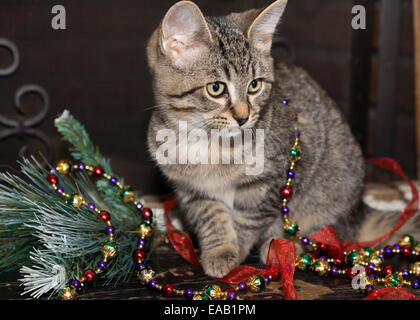 Urlaub Garland und Bänder werden mit einer jungen Katze gestreift Grau kitten gespielt. Stockfoto