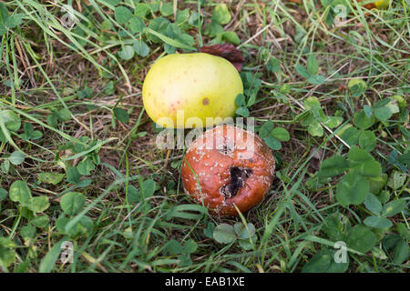 Faule Äpfel außerhalb einige Gras Stockfoto