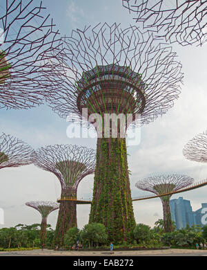 Hain der immense "Supertrees", vertikale Gärten, verbunden durch hohe Skyway-Plattform in Singapurs große Gardens By The Bay Stockfoto