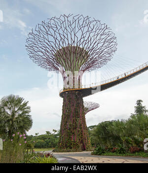 Blick auf immense "Supertree", einen vertikalen Garten & hohe Skyway-Plattform über Dichte Vegetation der Gärten von The Bay Singapore Stockfoto