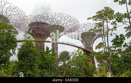 Immense "Supertrees" vertikale Gärten durch hohe Skyway oben inmitten der dichten Vegetation von Singapurs große Gardens By The Bay verbunden Stockfoto