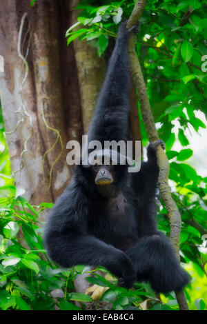 Siamang Gibbon Stockfoto